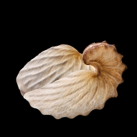 papier nautilus (argonauta hians) 12-2013 8457